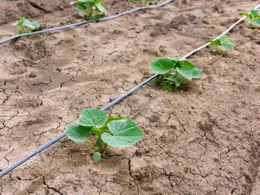 Solid Potassium Acetate