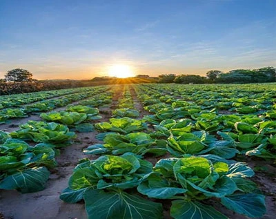 Agricultural Scenario Agricultural Scenario
