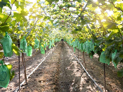 Shine Muscat Grapes