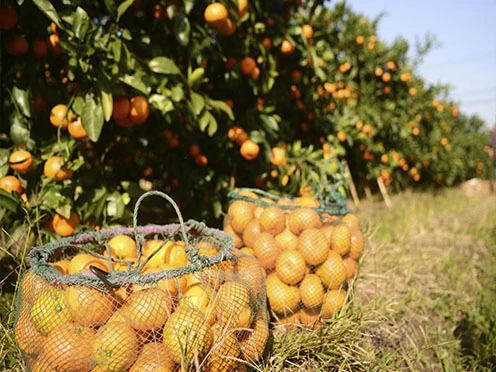 Citrus