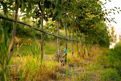 Water-soluble fertilizer drip irrigation