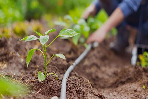 Water-soluble fertilizer drip irrigation