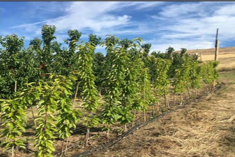 Orchard fertilization
