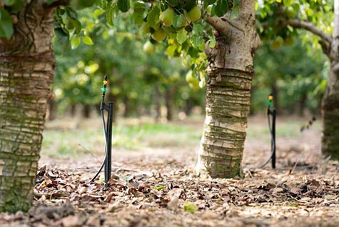 Orchard fertilization
