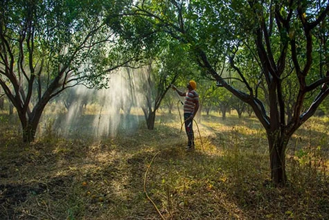 Orchard fertilization