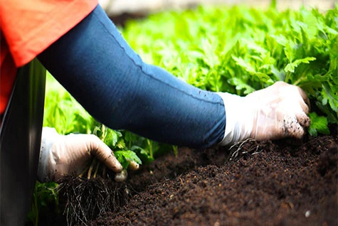 Application of Potassium Acetate in High-end Fertilizers