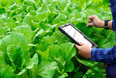 Application of Potassium Acetate in High-end Fertilizers