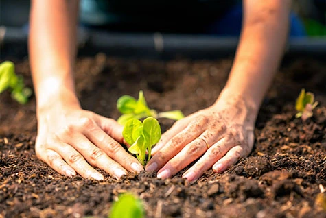Application of Potassium Acetate in High-end Fertilizers