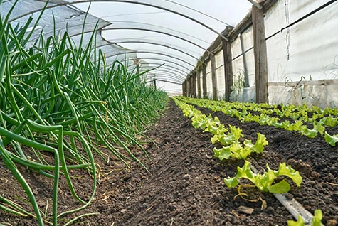 Application of Potassium Acetate in High-end Fertilizers