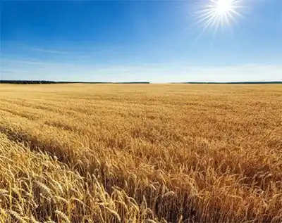 How Potassium Acetate Supports Plant Growth?